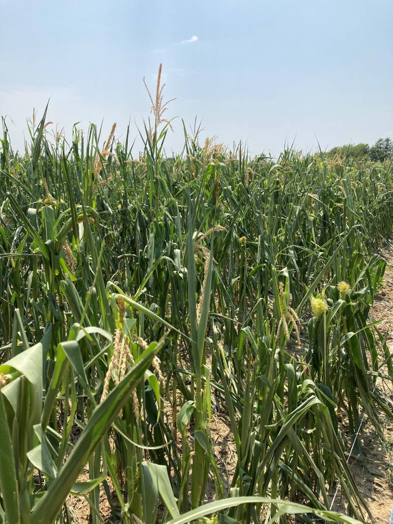 Kukorica-jég után_2.jpg